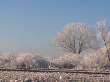 bomen en struiken met rijp